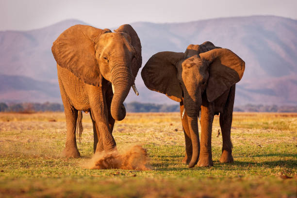 Namibia sacrifica a más de 700 animales para aliviar la crisis alimentaria por la sequía en el país