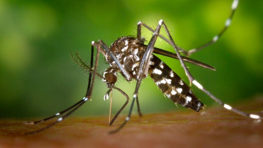 Muertes por dengue aumentaron de 13 a 118 en un año