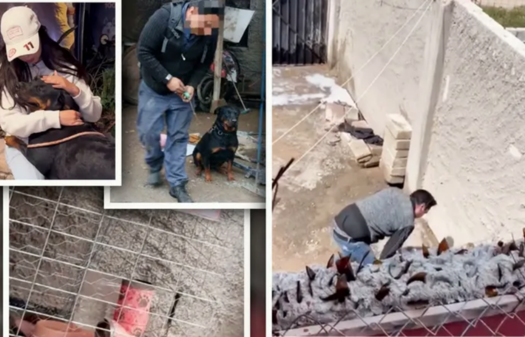 Rescatan a perritos de dueño golpeador tras video viral de maltrato
