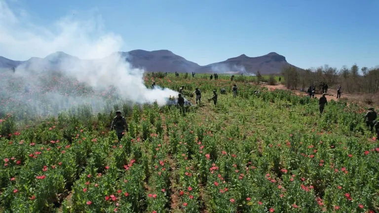 EU alerta sobre niños involucrados en cosecha de cultivos para producir droga en México