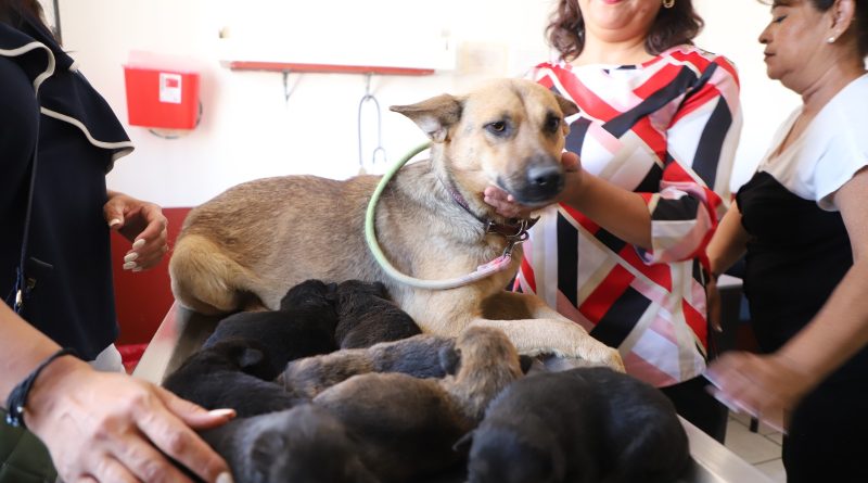 Rescatan siete cachorros en Tonalá y les encuentran hogar