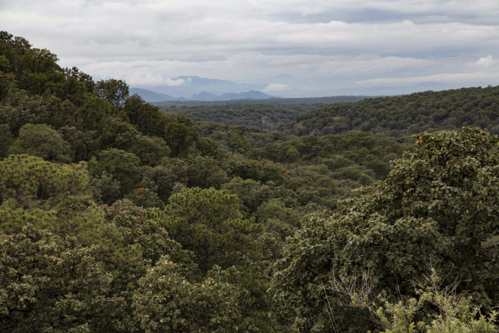Bosque La Primavera celebra 45 años como Área Natural Protegida