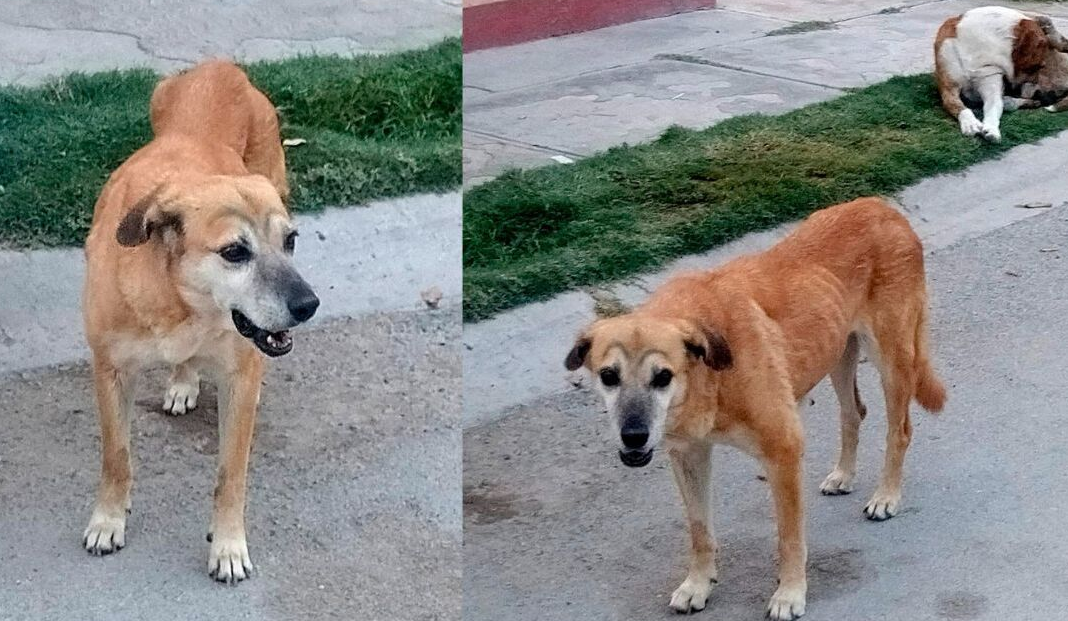 Perrito se vuelve viral en redes por pesada broma con cejas falsas ...