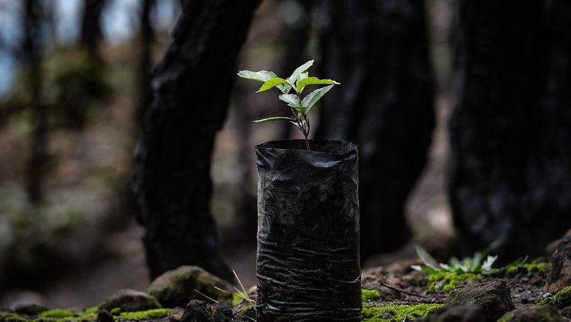 Recibe Bosque La Primavera 56 solicitudes para  la Jornada de Reforestación 2025