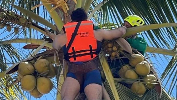 Paracaidista termina colgado de una palmera
