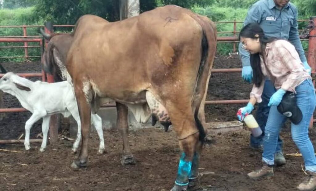 EU y México lanzan plan conjunto contra el gusano barrenador del ganado