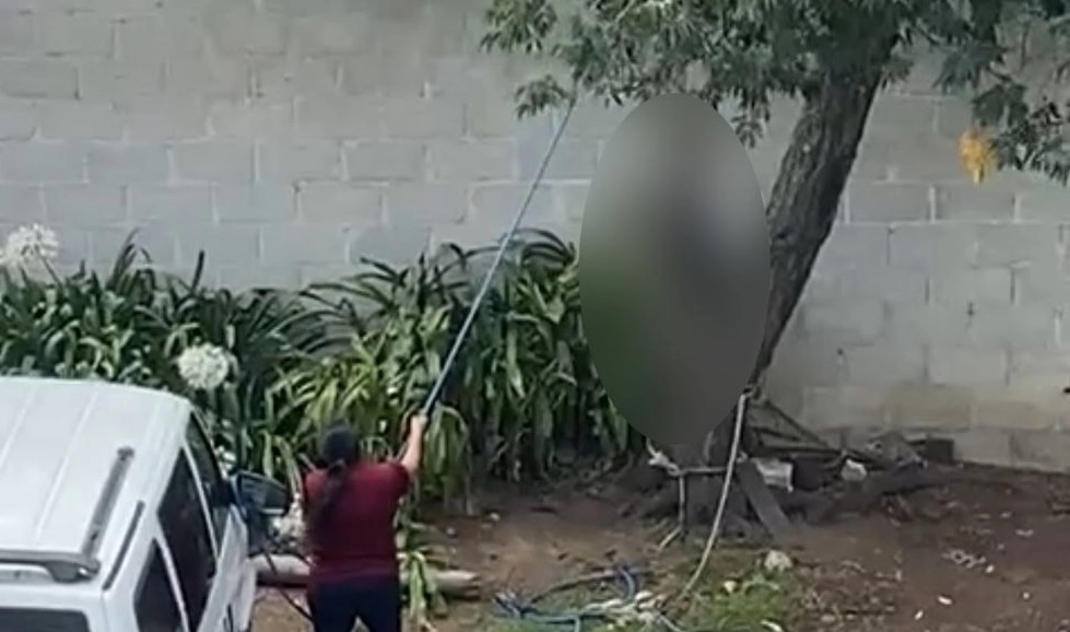 VIDEO: Desalmada mujer intenta matar a perrito; lo colgó de un árbol
