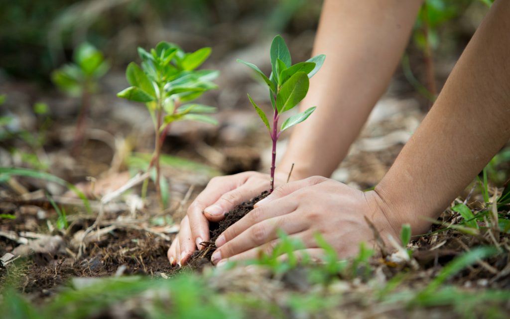 Gobierno presenta Programa Nacional de Restauración Ambiental con metas al 2030