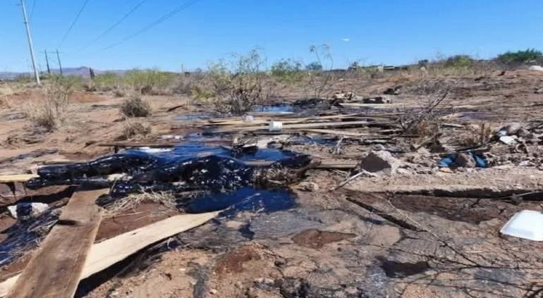 Crueldad o accidente: cuatro perritos atrapados en chapopote, tres murieron