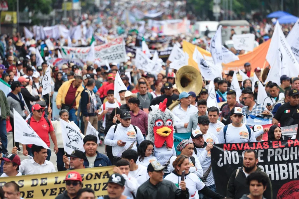 Manifestantes defienden tradición de peleas de gallos en México