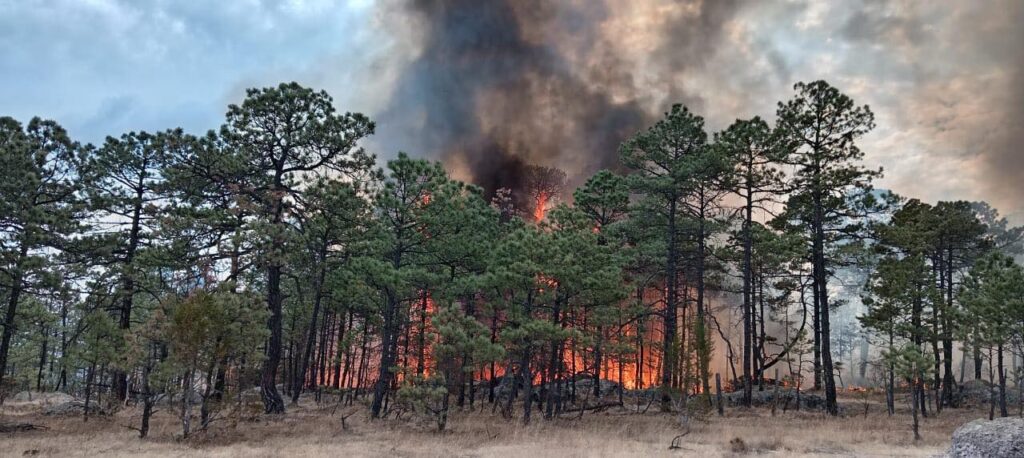Plagas e incendios han degradado miles de hectáreas de bosque en Durango