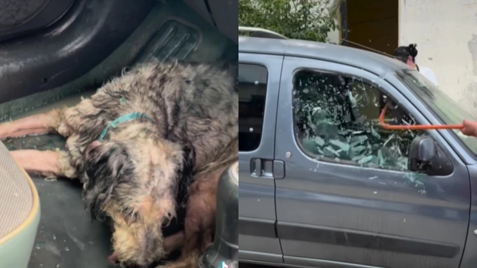 VIDEO: «¡Un minuto más y moría! Veterinario rompe ventana y salva a perrito del infierno dentro de un auto»