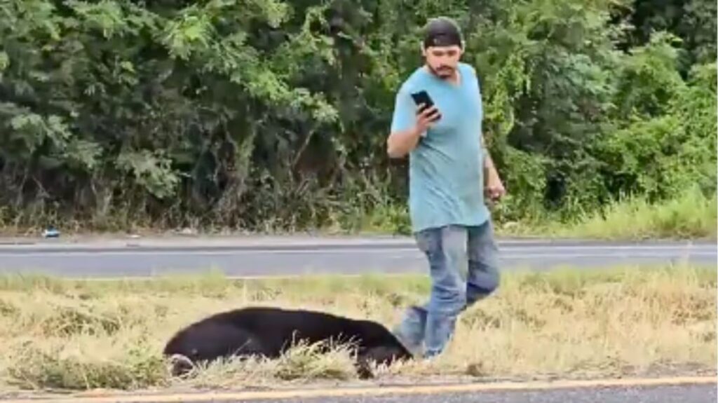 VIDEO: Oso muere atropellado y lo dejan tirado a la orilla del asfalto