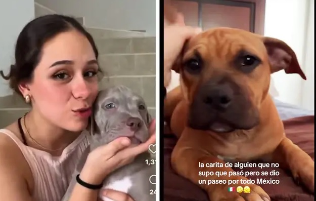 «Errorcito» en el aire: Viva Aerobus entrega perrito equivocado a pasajera