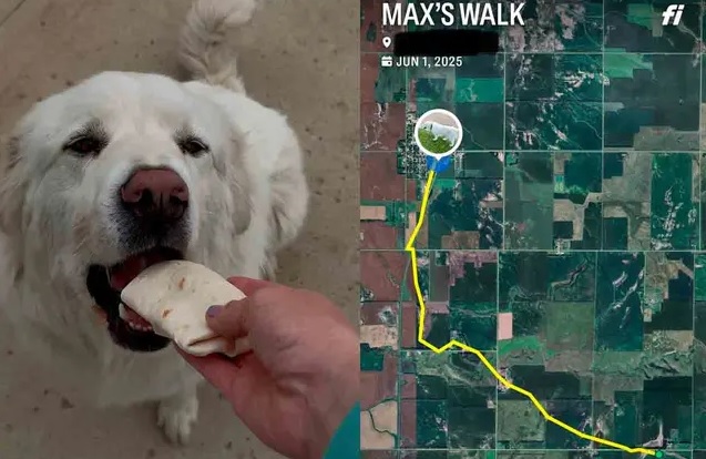 Perrito recorre 8 km en la noche por su burrito favorito