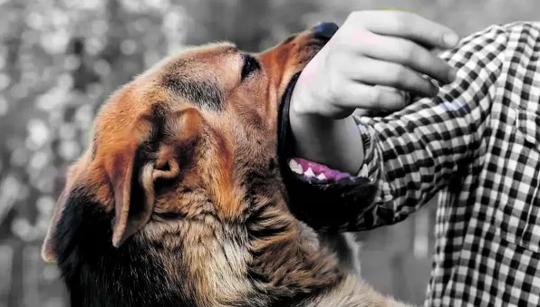 Turista muere tras contagiarse de rabia por un perro calleero