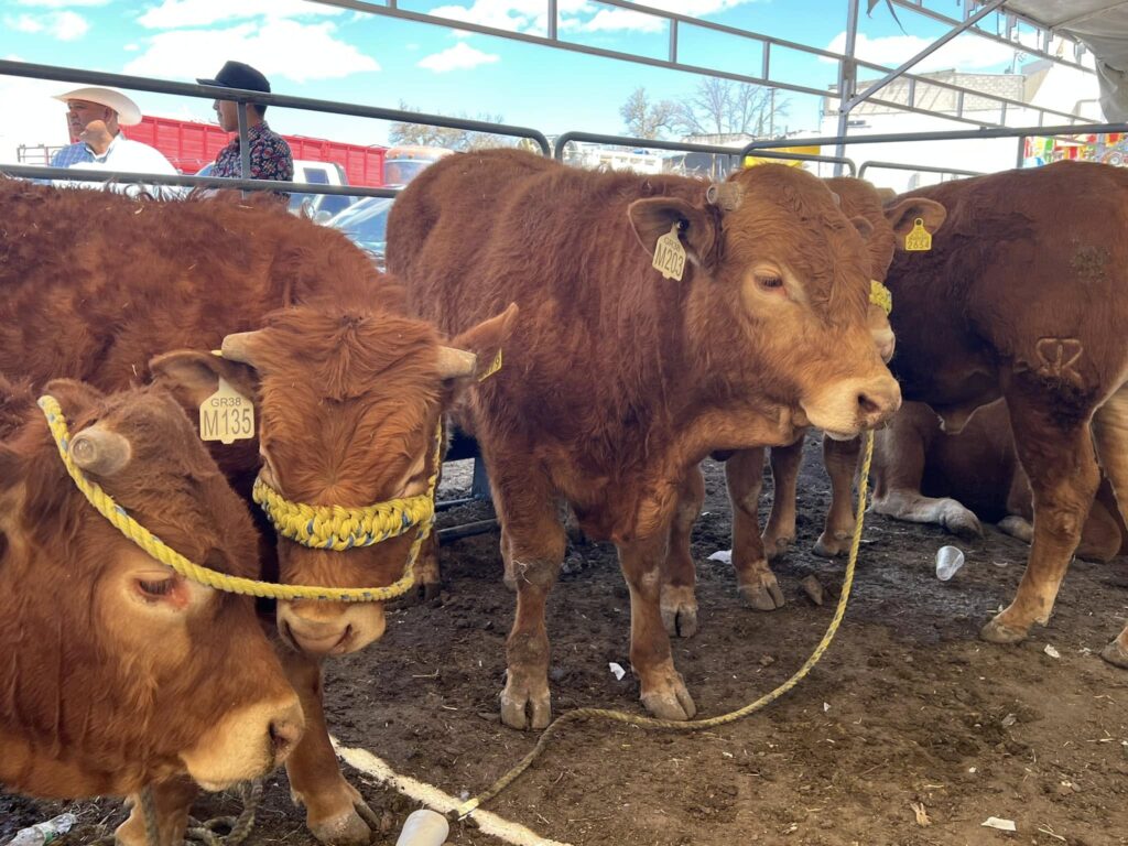 Durango moderniza Ciudad Pecuaria para exportar carne a EE.UU.