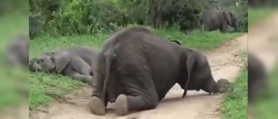 VIDEO: Manada de elefantes se emborracha tras comer fruta fermentada