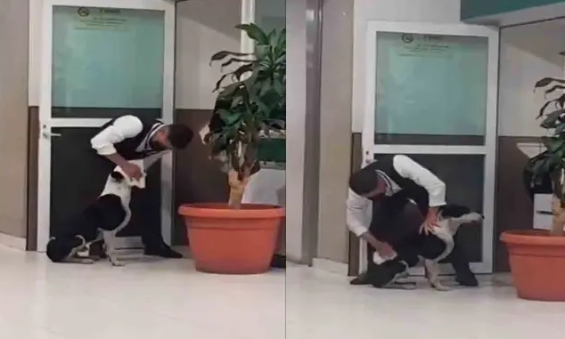 VIDEO: Guardia de seguridad conmueve al proteger a un perrito sin hogar durante la tormenta