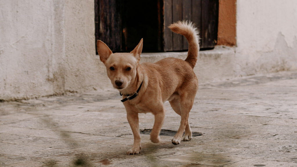 Mascotas también requieren CURP en CDMX; multa por no tramitarla es de 2 mil pesos