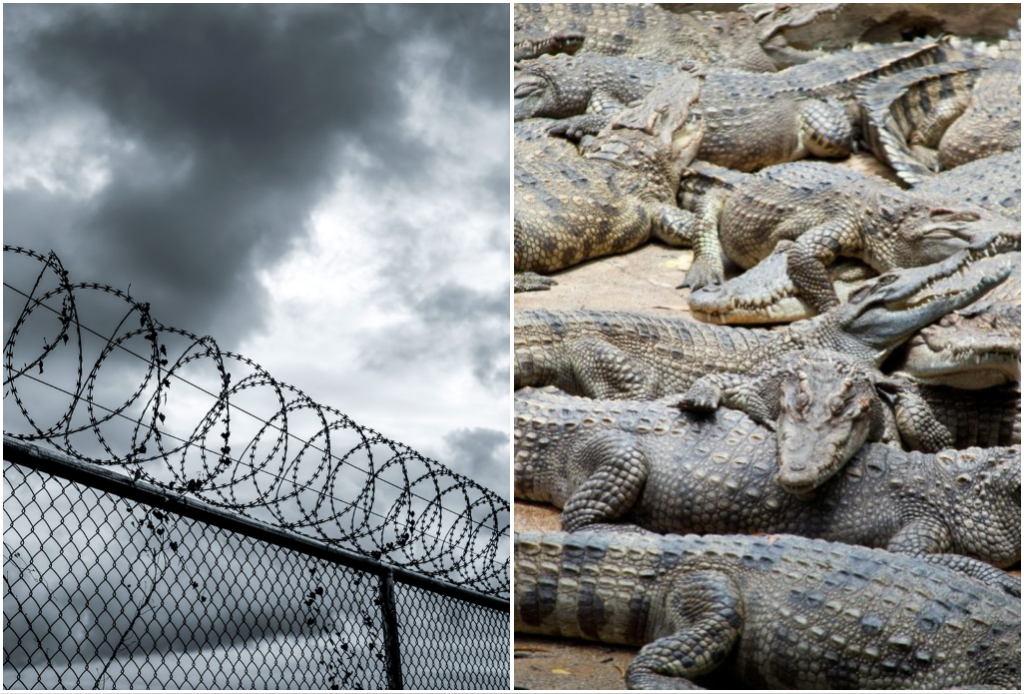 EE.UU. aprueba construcción del ‘Alligator Alcatraz’; centro de detención de ICE rodeado de caimanes
