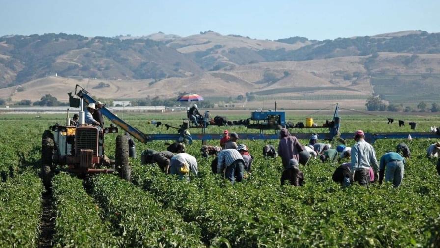 Por miedo a las redadas de ICE, inmigrantes indocumentados dejan los campos vacíos en EE. UU.