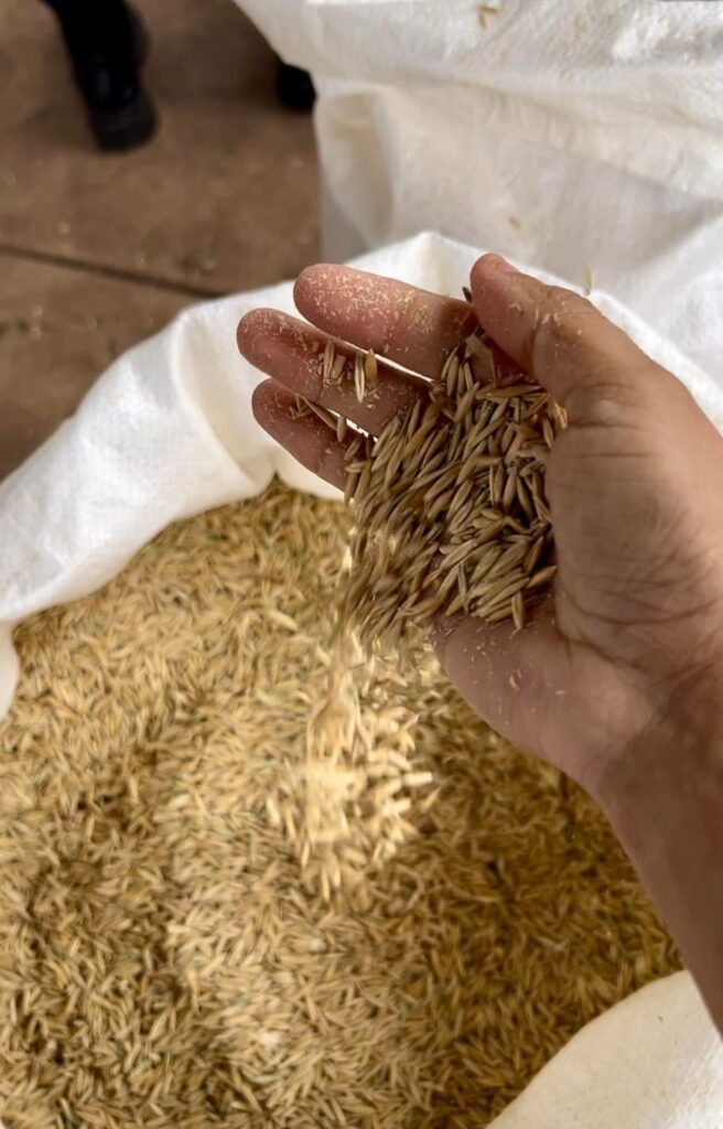 Arranca entrega de semilla subsidiada de frijol y avena en Durango: SAGDR