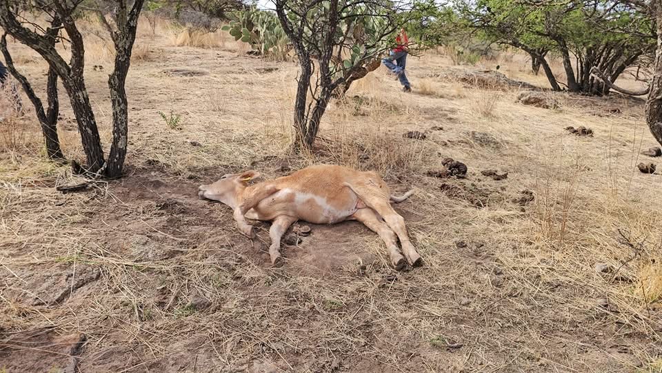 Muerte súbita de ganado: casos en Durango y Zacatecas