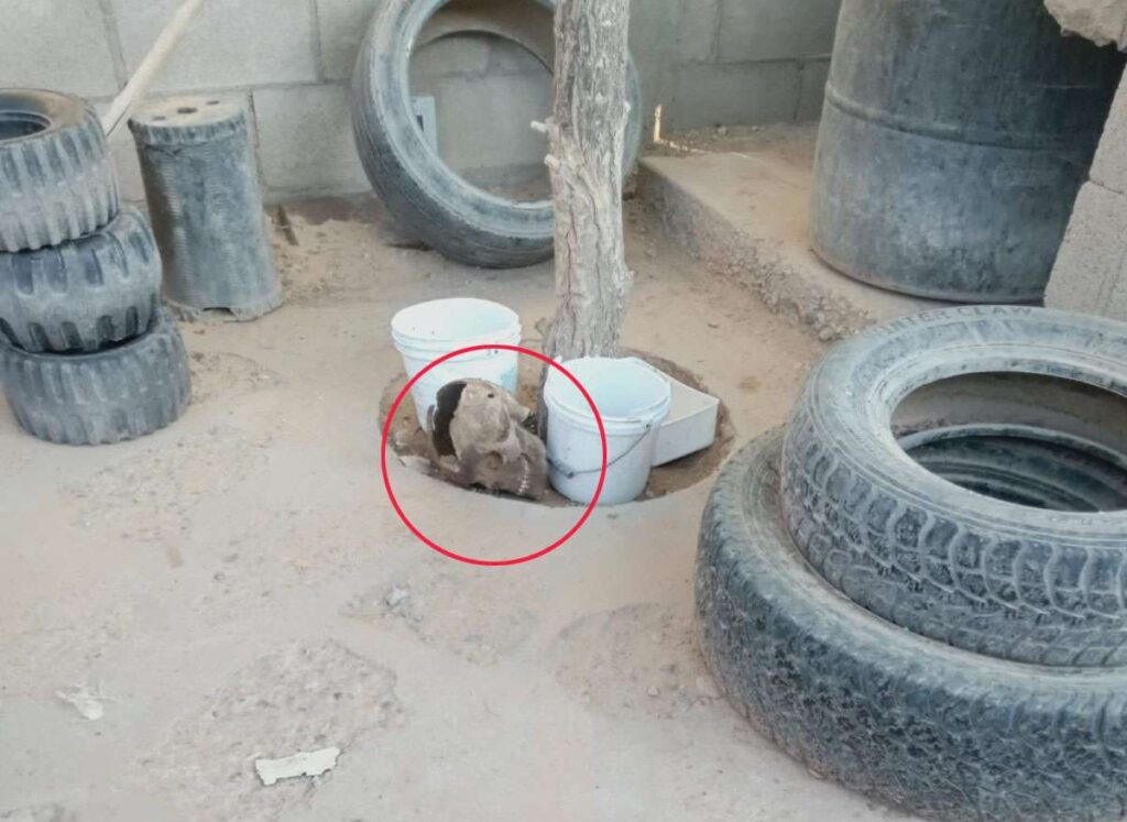 Lleva perro cráneo humano a su casa