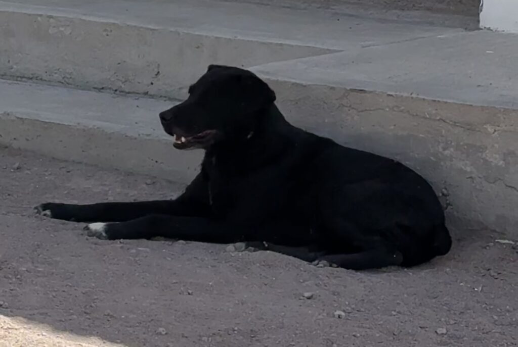 Perros callejeros generan molestia en Morcillo, exigen solución ante el problema social