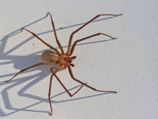 Araña violinista pica a un indigente afuera de Palacio de Gobierno en Chihuahua