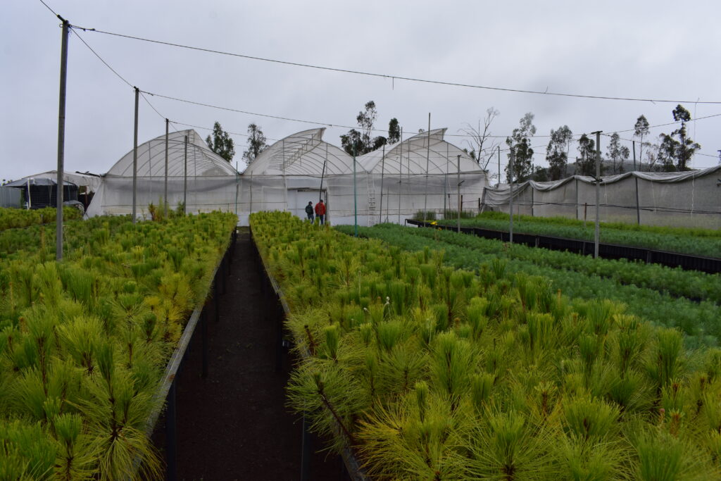 Consejo Regulador del Tequila aporta más de 40 mil plantas para reforestación en Jalisco