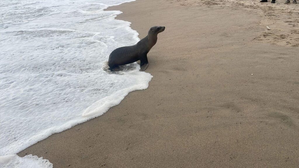 Lobo marino toma el sol en Puerto Vallarta