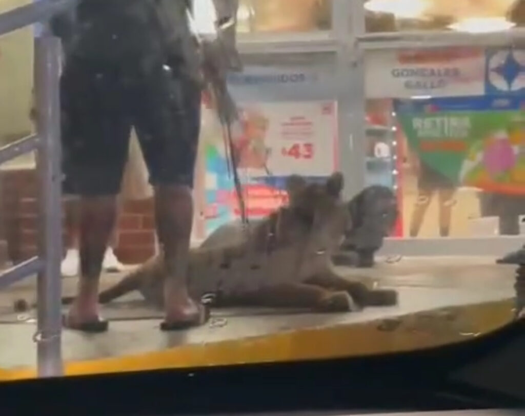 Captan a un león frente a un Oxxo en Puerto Vallarta
