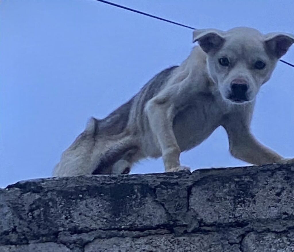 Rescatan a dos perritos en abandono en Zapotlán el Grande
