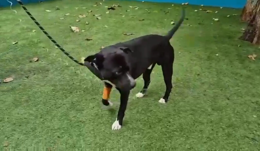 Comparecen agresores de Negrito, el perro brutalmente golpeado en Tonalá