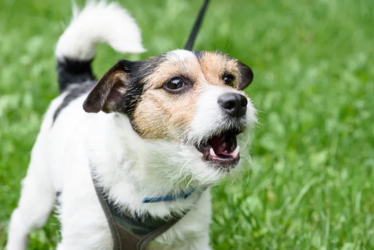¿Por qué mi perro le ladra solo a algunas personas? La ciencia detrás de su “sexto sentido”