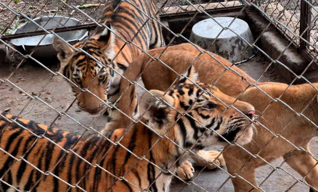 Profepa rescata 75 animales del maltrato y hacinamiento en Unidad de Veracruz