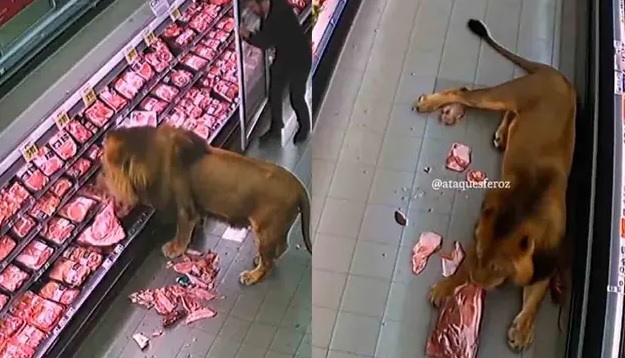 VIDEO: León sorprende al «hacer su despensa» entre los pasillos de carne en un supermercado