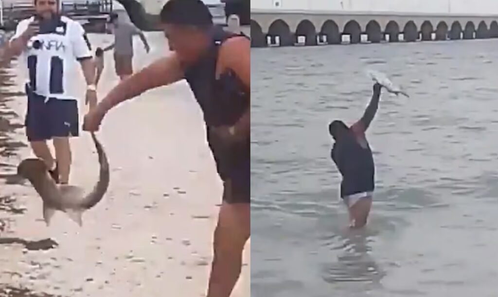 Captan a hombre sacando del mar a cría de tiburón martillo