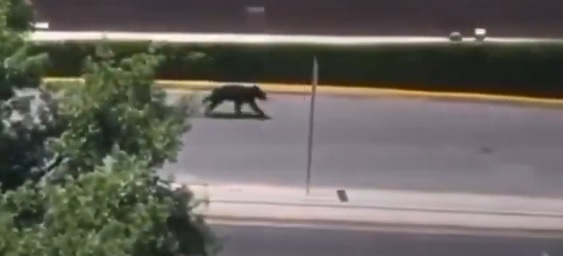 VIDEO: Captan a oso paseando en plaza comercial