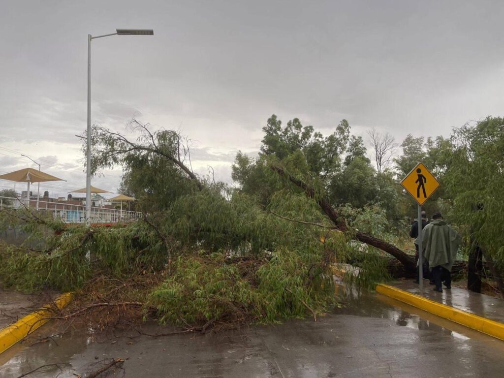 Intensas lluvias provocan caída de árbol e inundaciones en Santiago Papasquiaro