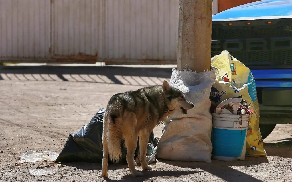 Éxito en la campaña de esterilización de mascotas en Tepehuanes: 100 animales atendidos