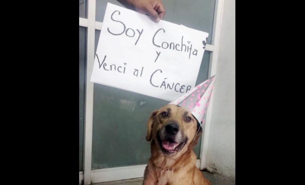 Conchita, la perrita que venció al cáncer: una historia de esperanza y superación