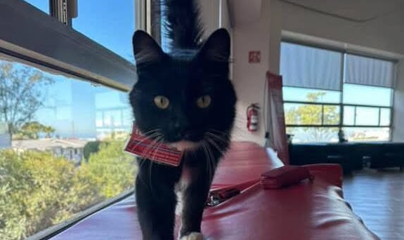 El “Coordinador de Caricias” que conquista: Nacho Stevens, el gato más querido de la Escuela Iberoamericana