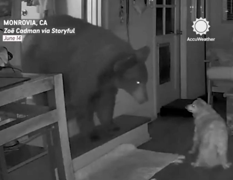 Lomito se enfrenta a un oso para proteger a su dueña mientras dormía