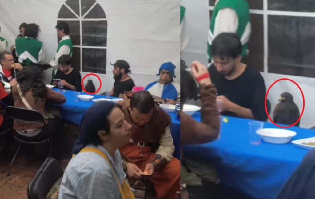 Águila real sorprende al sentarse en una mesa familiar