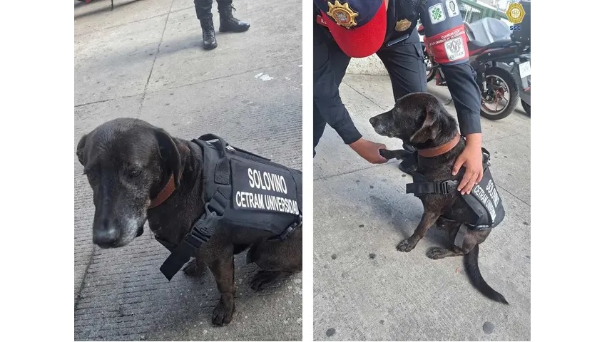 VIDEO: De calle a compañero: Policías adoptan a lomito abandonado lo convierten en símbolo de esperanza