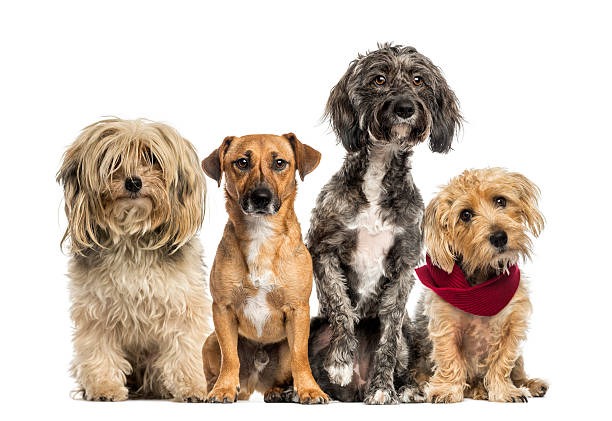 Campaña de esterilización en Tepehuanes busca frenar proliferación de animales callejeros