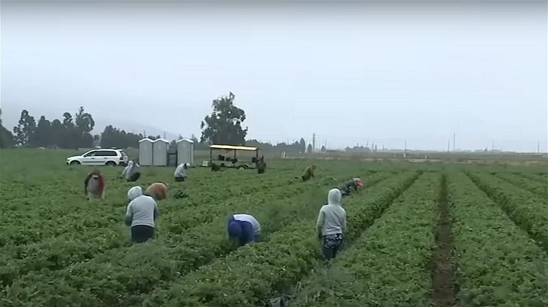 ICE caza migrantes en granjas de California